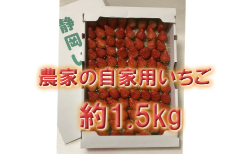 河津町産　農家の自家用いちご「紅ほっぺ」 約1.5kg 【いちご】特集  171038 - 静岡県河津町