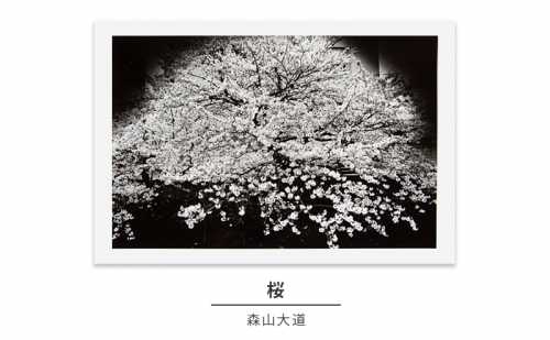 zushi art gallery森山大道写真作品「桜」（写真集『光と影』1982年より） 171051 - 神奈川県逗子市