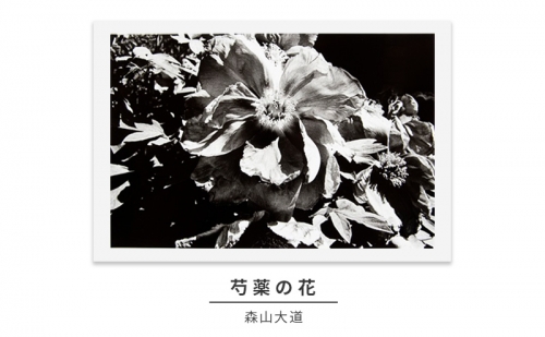 zushi art gallery森山大道写真作品「芍薬の花」（写真集『光と影』1982年より）