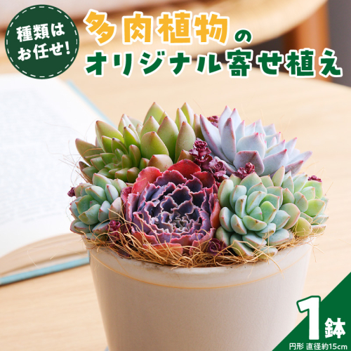 【佳花園】多肉植物のオリジナル寄せ植え［156K04］ 1712460 - 愛知県小牧市
