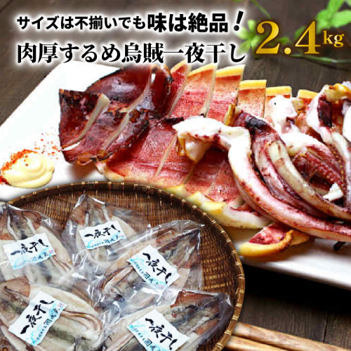 サイズは不揃いでも味は絶品!肉厚するめ烏賊一夜干し2.4kg_1904R 171335 - 大分県国東市