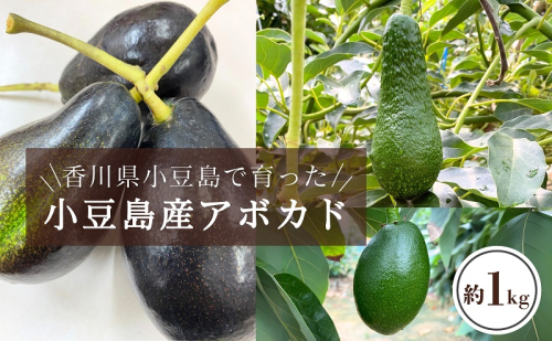 【小豆島産】小豆島で育った小豆島産アボカド 約1kg アボカド アボガド 野菜 グリーン サラダ 食品 ディップ 国産 1kg 1713681 - 香川県土庄町