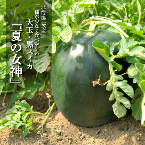《2026年分受付中》『夏の女神』大玉！種が少なくて甘い黒皮スイカ1玉入（6～8kg）【01061】 171493 - 北海道三笠市