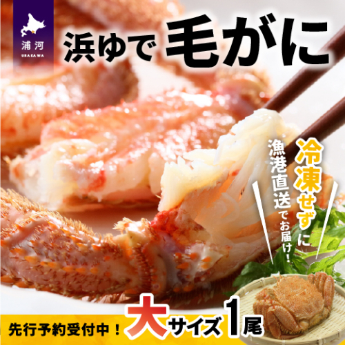 【先行受付開始！】漁協の浜ゆで毛がに 大サイズ1尾※日付指定対応不可※[02-346] 171783 - 北海道浦河町