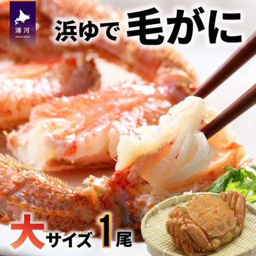 【今が旬！】漁協の浜ゆで毛がに 大サイズ1尾※日付指定対応不可※[02-346] 171783 - 北海道浦河町