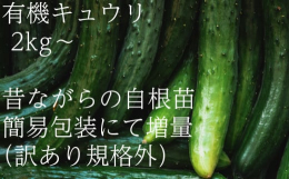 昔ながらの自根(じこん)の有機キュウリです。「自根とは自分自身の根」で育っているということ。流通しているキュウリの多くは、カボチャの根を台木にした「接ぎ木キュウリ」です。生育が良く病気にも強いのですが