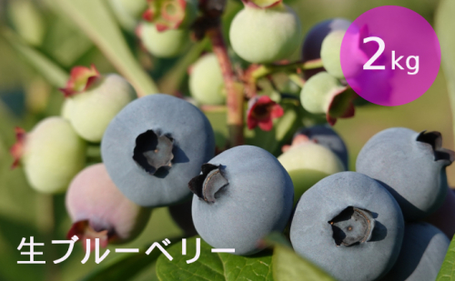 [先行受付] 北海道 仁木町産 しろうさファーム 有機栽培ブルーベリー2kg（サイズ混合）果物 くだもの ブルーベリー 詰合せ セット フルーツ ジャム [しろうさファーム] 172538 - 北海道仁木町
