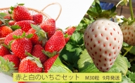【9月発送】今野農園「赤と白のいちごセット」(M30粒)北海道仁木町産
