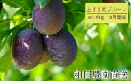 【10月発送】和田農園のおすすめプルーン1.6kg（北海道仁木町産）