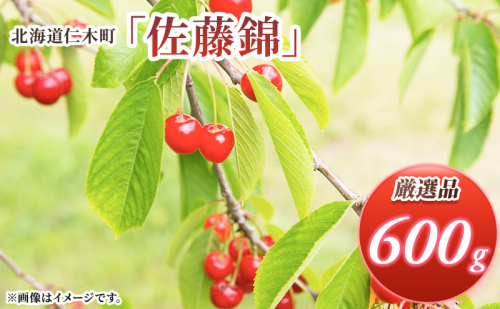 先行受付 北海道 仁木町産 さくらんぼ 佐藤錦 600g (300g×2パック) Lサイズ以上  旬 桜桃 産地直送 サクランボ チェリー フルーツ 果物 果物類 仁木町 仁木 [松山商店] 172598 - 北海道仁木町