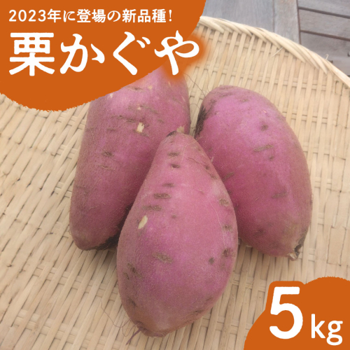 みずほの村市場牛久店 さつまいも 「 栗かぐや 」 5kg  甘い 芋 いも サツマイモ スイーツ 野菜 珍しい野菜 1730493 - 茨城県牛久市