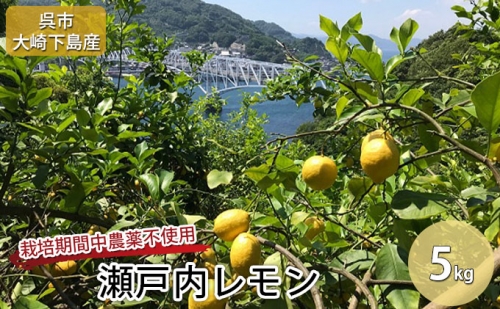 呉市大崎下島産 栽培期間中農薬不使用 瀬戸内レモン 5kg