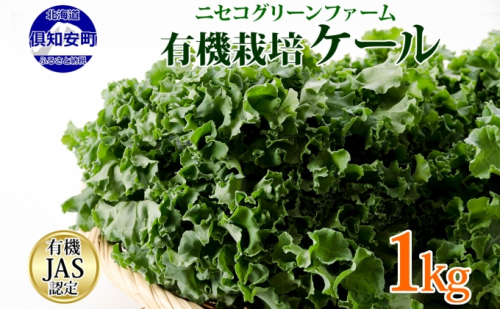 北海道産 旬の有機栽培野菜 ケール 1kg 有機栽培 オーガニック オーガニック野菜 有機野菜 有機jas認証 西洋野菜 ケール 生葉 青汁 スムージー 緑黄色野菜 新鮮 お取り寄せ ハーブ 野菜セット  173220 - 北海道倶知安町