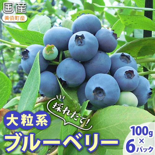 採れたて！大粒系ブルーベリー　100g×6パック　※2026年5月上旬〜7月上旬頃に順次発送予定 173314 - 愛知県美浜町