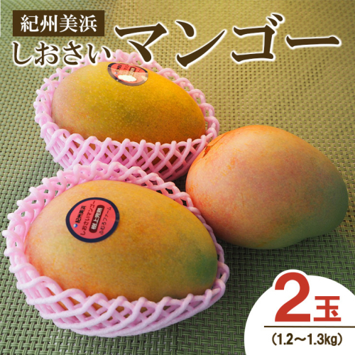 紀州美浜しおさいマンゴー2玉（1.2～1.3kg）
※着日指定不可
※離島への配送不可
※2023年7月中旬～8月下旬頃に順次発送予定 173521 - 和歌山県美浜町