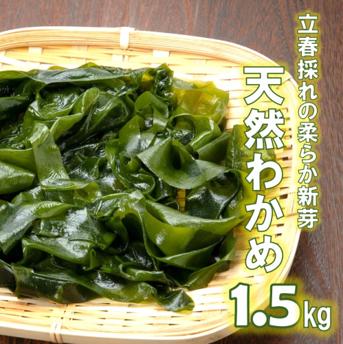 【令和8年発送/予約受付開始】立春採れの柔らか新芽!くにさき天然わかめ1.5kg_1443R 173734 - 大分県国東市