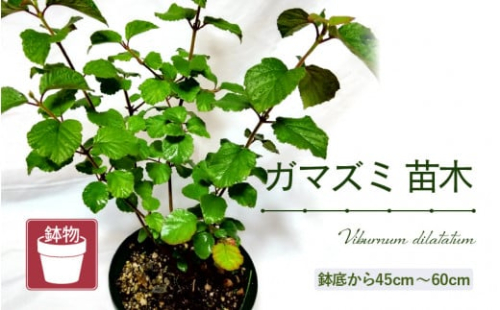 【先行予約】ガマズミ苗木（鉢物）【ガマズミ がまずみ お花 花 はな フラワー 苗 植物 家庭菜園 花壇 プランター ガーデニング観葉植物 園芸 鉢物 】【2025年4月上旬以降順次発送予定】 [m47-a005] 1738317 - 福井県美浜町