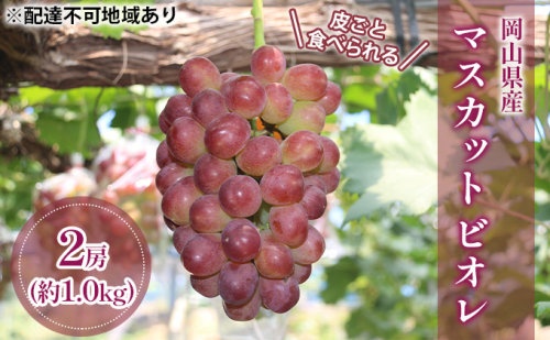 【2026年先行予約】 ぶどう 岡山県産 皮ごと 食べられる マスカット ビオレ 種無し 約1.0kg（2房）   《2026年9月下旬-10月下旬頃出荷》 葡萄 ブドウ フルーツ 果物 数量限定 期間限定 岡山 里庄町 173877 - 岡山県里庄町