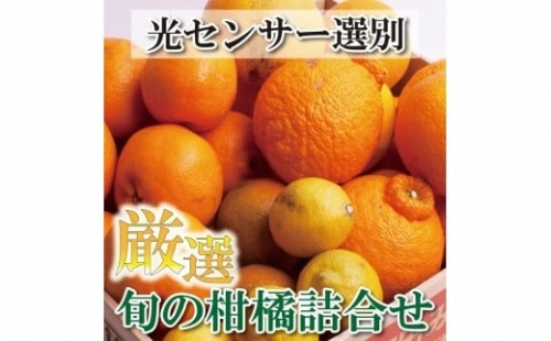 ＜1月より発送＞厳選旬の柑橘詰合せ2.5kg+75g（傷み補償分）