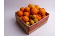 ＜5月より発送＞厳選 柑橘詰合せ2kg＋60g（傷み補償分）