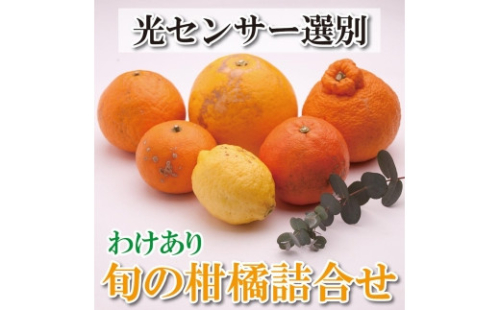 ＜1月より発送＞家庭用 柑橘詰合せ3kg+90g（傷み補償分）【訳あり・わけあり】【有田の春みかん詰め合わせ・フルーツ詰め合せ・オレンジつめあわせ】【光センサー選別】 174234 - 和歌山県那智勝浦町