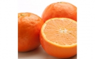 ＜4月より発送＞厳選セミノールオレンジ2.5kg+75g（傷み補償分）【樹上完熟】