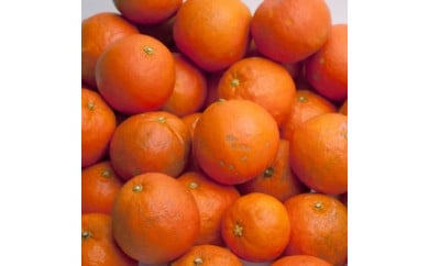 ＜6月発送＞家庭用セミノールオレンジ2.5kg+75g（傷み補償分）【樹上完熟】【わけあり・訳あり】