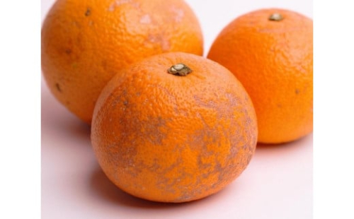 家庭用 はっさく10kg+250g（傷み補償分）【八朔みかん】【訳あり・わけあり】［IKE30］ 174269 - 和歌山県那智勝浦町