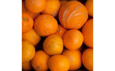 ＜4月より発送＞家庭用きよみオレンジ3kg+90g　【光センサー選果】【樹上完熟清見オレンジ・清見タンゴール・清美】【訳あり・わけあり】