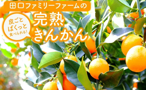 訳あり田口ファミリーファーム完熟きんかん2L約500g×6袋計3kg N053-YZA548 174325 - 宮崎県延岡市