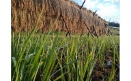 【04324-0175】天日干し自然栽培ササシグレ玄米　30kg