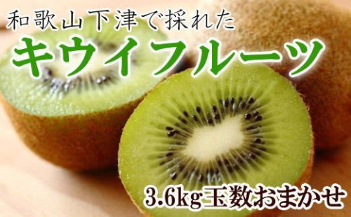 和歌山の下津で採れたキウイフルーツ約3.6kg(玉数おまかせ・秀品)※2023年1月上旬~3月中旬頃に発送 175337 - 和歌山県新宮市