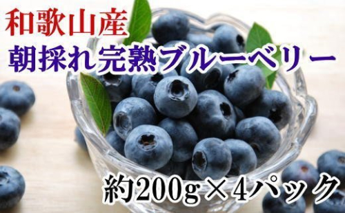 和歌山の朝採れ完熟ブルーベリー約800g(約200g×4パック)  175343 - 和歌山県新宮市