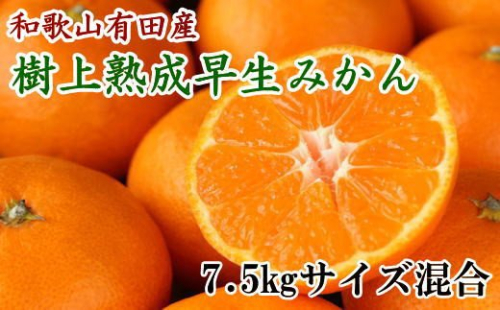 紀州有田産早生みかんの樹上熟成みかん7.5kg(サイズ混合) ※2022年1月中旬より順次発送 175351 - 和歌山県新宮市