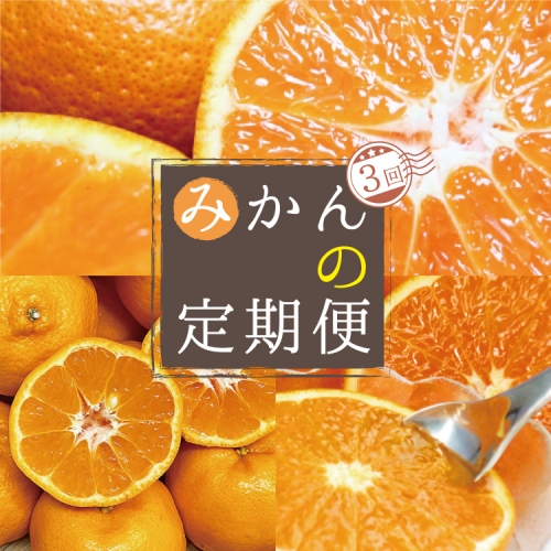 【3か月定期便】人気の柑橘を集めた！みかんの定期便 175441 - 和歌山県新宮市