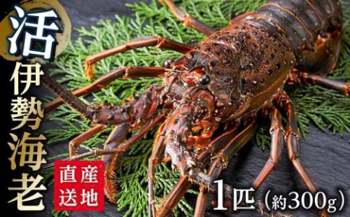 活 伊勢海老 1匹（約300ｇ）南紀黒潮イセエビ 年末年始 お正月 お届け可【着日指定必須】｜期間限定 漁師直送 海鮮 とれたて 人気 175448 - 和歌山県那智勝浦町