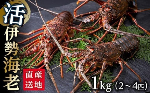 活 伊勢海老 1kg（2～4匹）南紀黒潮イセエビ 年末年始 お正月 お届け可【着日指定必須】｜期間限定 漁師直送 海鮮 海老 とれたて 人気 175460 - 和歌山県那智勝浦町