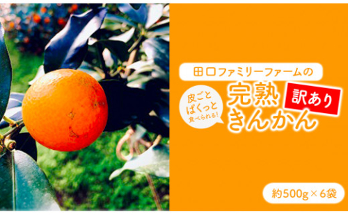 【訳あり】完熟きんかんLサイズ 約400g×6袋(2026年2月中旬発送開始) N053-YZA365 175593 - 宮崎県延岡市