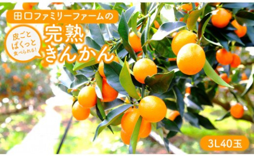 【田口ファミリーファーム】皮ごとぱくっと!完熟きんかん3L　40玉(約1kg)(2026年2月中旬発送開始) N053-YZA157 175634 - 宮崎県延岡市