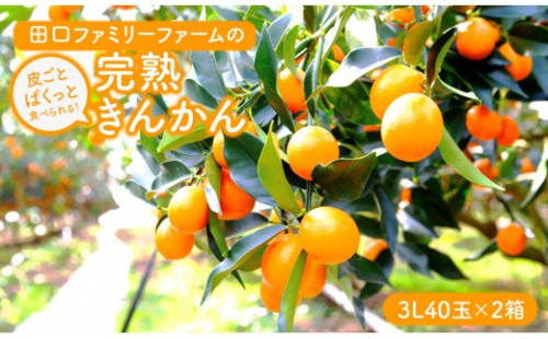 【田口ファミリーファーム】皮ごとぱくっと!完熟きんかん3L　40玉×2箱(2026年2月中旬発送開始) N053-YZB231 175698 - 宮崎県延岡市