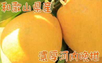 【農家直送】【爽快柑橘】爽やか河内晩柑　　（ご家庭用）　約５kg