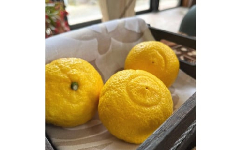 有田育ちの 完熟 はるかみかん（ご家庭用）約3kg［先行予約］［MS52］ 175909 - 和歌山県那智勝浦町