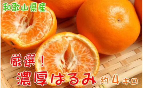 厳選!和歌山の濃厚はるみみかん 約4kg (M又はLサイズ) 175912 - 和歌山県那智勝浦町