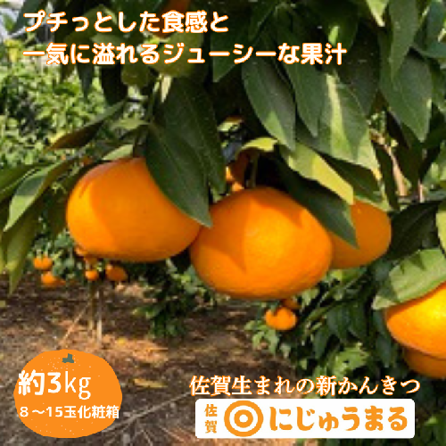 佐賀みかん にじゅうまる：B340-002 1759416 - 佐賀県佐賀市