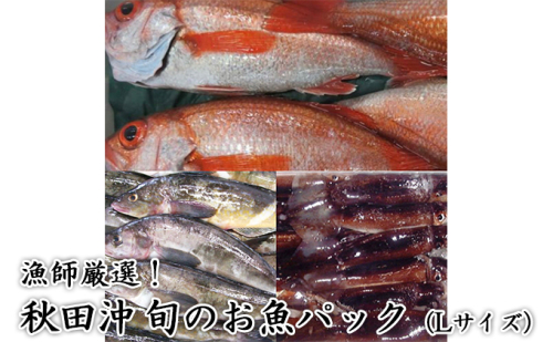 にかほ市の漁師厳選！秋田沖の旬のお魚パック！（Lサイズ・3～4人前） 魚介類 直送 新鮮 詰め合わせ  176314 - 秋田県にかほ市