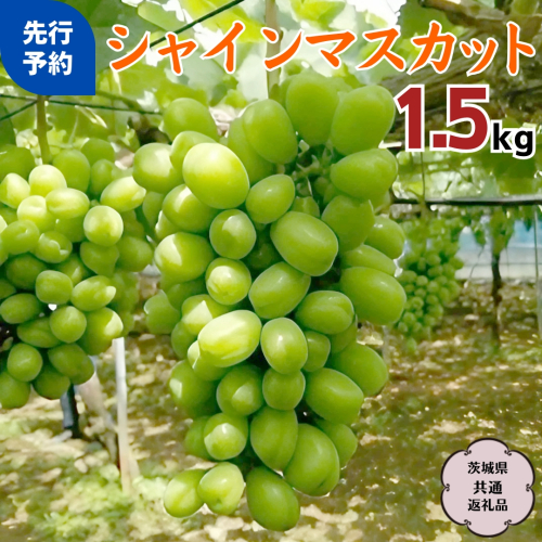 シャインマスカット 1.5kg ( 茨城県共通返礼品 石岡市 ) ご自宅用 マスカット フルーツ 果物  2026年9月上旬以降発送 [DC009sa] 1770378 - 茨城県桜川市
