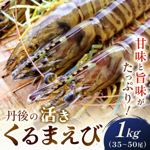 丹後の活きくるまえび 1kg（35～50尾）
 1770482 - 京都府京丹後市