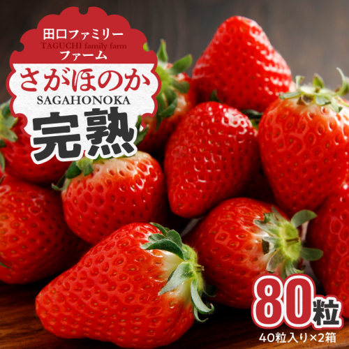 【田口ファミリーファーム】いちご(さがほのか) 40粒入り×2箱(1月中旬発送開始) N053-YB337 1778720 - 宮崎県延岡市