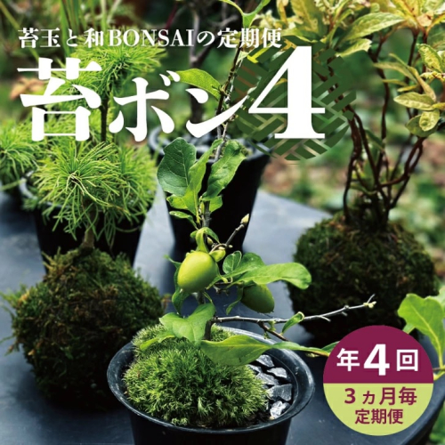 SL0239　【4回定期便】苔玉と和BONSAIの定期便「苔ボン4」 1779276 - 山形県酒田市