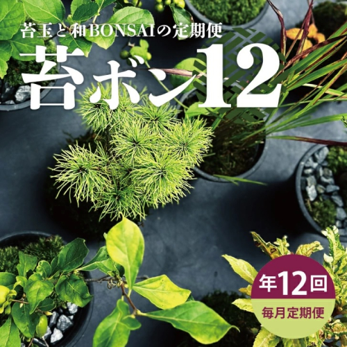 SL0240　【12回定期便】苔玉と和BONSAIの定期便「苔ボン12」 1779547 - 山形県酒田市